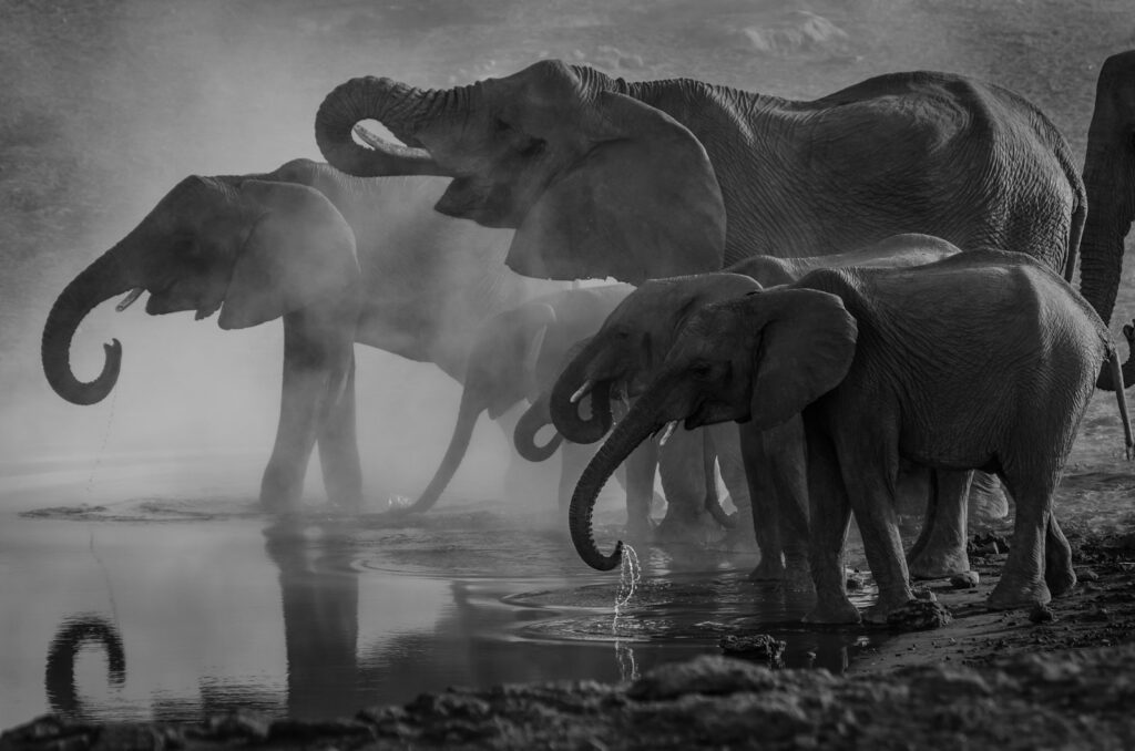 León en su hábitat natural, documental de vida salvaje disponible en PuntoMira León en su hábitat natural, documental de vida salvaje disponible en PuntoMira